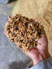 Many piles of rice, Farmers' unpolished rice is dried to reduce humidity. paddy background.