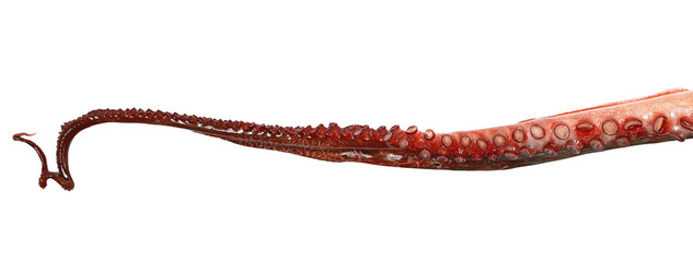 Tentacles of octopus isolated on white background closeup, raw