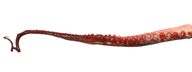 Tentacles of octopus isolated on white background closeup, raw