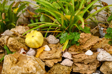 composition of yellow stones, houseplants, and a decorative pumpkin with shells