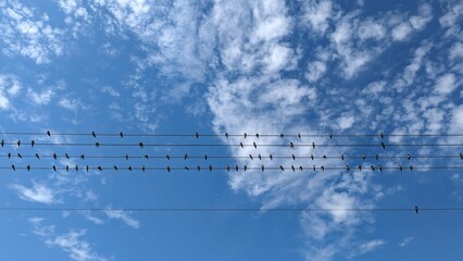 Ptaki na przewodach wysokiego napięcia. Stado ptaków siedzących na liniach energetycznych na tle niebieskiego nieba