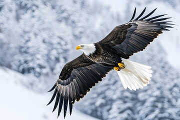 Obraz premium Wild eagle spreading wings over peaks high resolution picture