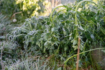 Frosted Clover Leaves in Morning Light