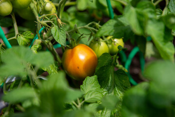 Ripening Tomato in a Lush Garden