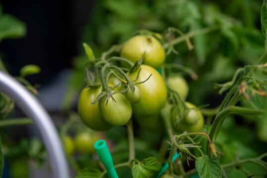 Ripening Tomato in a Lush Garden