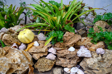 Decor with yellow stones, houseplants, decorative pumpkins, and shells