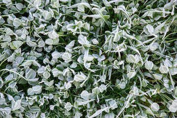 Frosted Clover Leaves in Morning Light