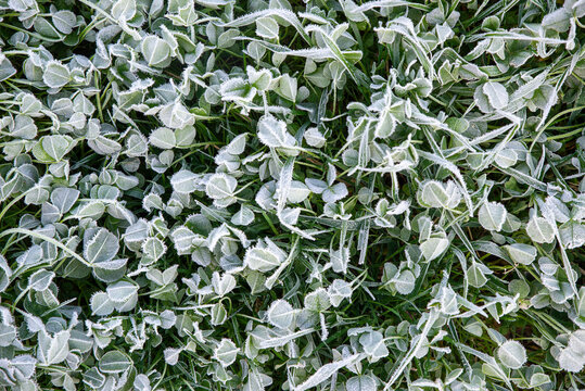 Frosted Clover Leaves in Morning Light