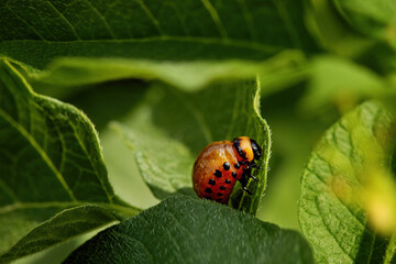 Colorado potato beatle Leptinotarsa decemlineata beetles and larvas on potato leaves