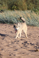 A happy Siberian Husky or Alaskan Malamute dog running and playing freely on a sunny sandy beach with grass and water, tongue out