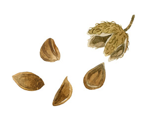 ブナの実　秋の植物の手描き水彩イラスト素材