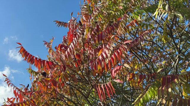 Red leaves of sumac tree in autumn park.