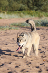 A happy Siberian Husky or Alaskan Malamute dog running and playing freely on a sunny sandy beach with grass and water, tongue out