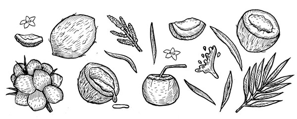 Hand drawn coconut sketch set. Outline vector illustrations of tropical nuts with leaves and flowers. Line art vintage coconuts whole, halves with palm leaves and flowers. Coconut branch and drink.