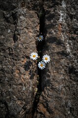 A striking top-down perspective captures the remarkable scene of several delicate white daisy-like flowers, with their vibrant yellow centers, triumphantly emerging and thriving within a deep, dark fi