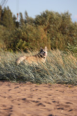 A happy Siberian Husky or Alaskan Malamute dog running and playing freely on a sunny sandy beach with grass and water, tongue out