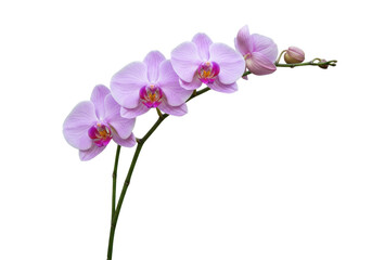 Isolated blooming orchid sprig with beautiful mauve petals and green stems, beauty shot © Maros