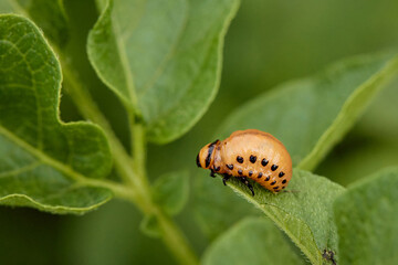 Colorado potato beatle Leptinotarsa decemlineata beetles and larvas on potato leaves