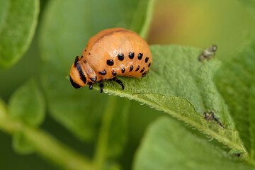 Colorado potato beatle Leptinotarsa decemlineata beetles and larvas on potato leaves