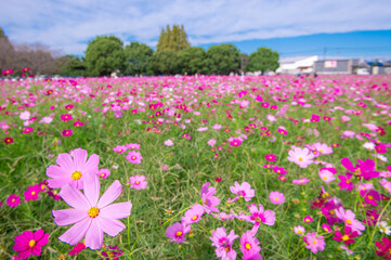 コスモスの名所・キリン花園