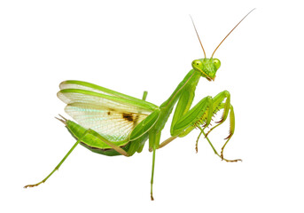 Isolated praying mantis posing, side view, showing detailed wings and forelegs, full body