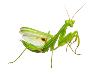 Isolated praying mantis posing, side view, showing detailed wings and forelegs, full body