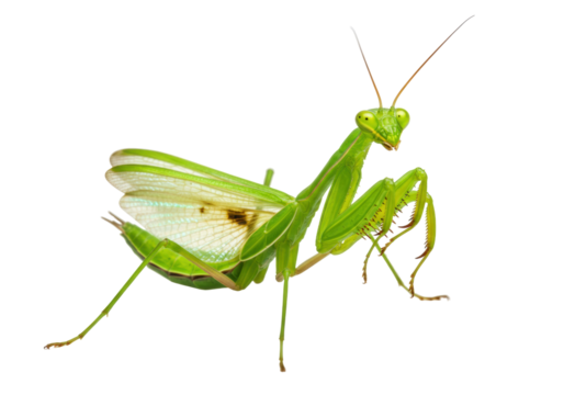 Isolated praying mantis posing, side view, showing detailed wings and forelegs, full body