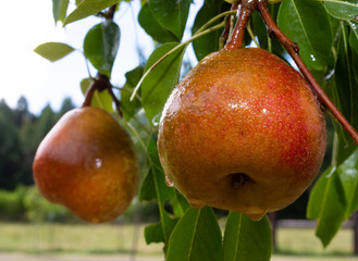 Ripe pears soaking wet and ready to pick