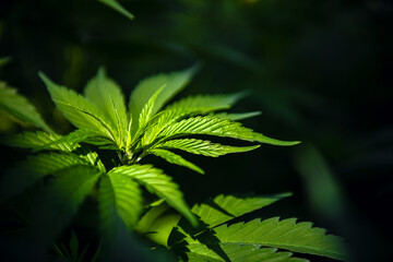 Green cannabis leaves in greenhouse