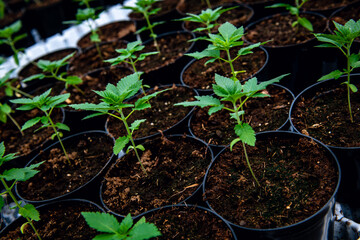 Green cannabis leaves in greenhouse