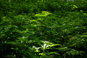 Fototapeta premium Green cannabis leaves in greenhouse