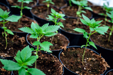 Green cannabis leaves in greenhouse