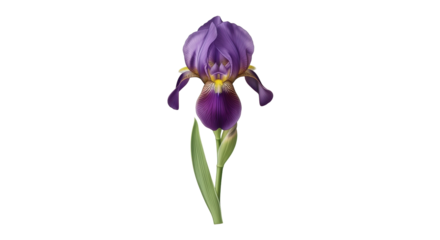 Isolated purple iris flower illustration; intricate botanical detail; close-up beauty; floral element
