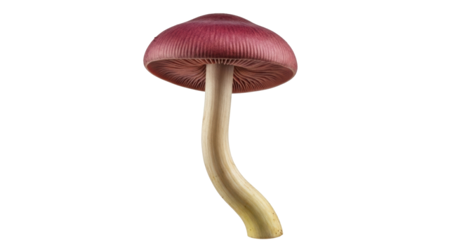 Isolated maroon capped mushroom with tall stem for food preparation in cooking arts - Powered by Adobe