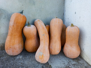Big long orange pumpkins gathered in the wall