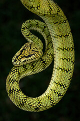 Sumatran tree viper (Trimeresurus sumatranus) is a species of venomous pit viper found in the tropical forests of Indonesia, Malaysia, and Thailand.