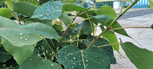 Rain drops on leaves
