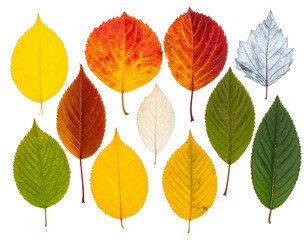 Obraz premium Collection of diverse autumn leaves in a spectrum of colors