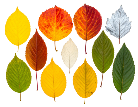 Collection of diverse autumn leaves in a spectrum of colors