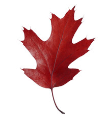 Bright red leaf isolated on white. Autumn season