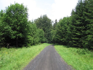 Waldweg im Thüringer Wald am Rennsteig-Dolmar-Wanderweg