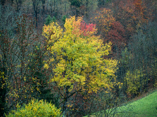 arbre aux couleurs d'automne avec rouge et ocre au milieu de la dor&ecirc;t