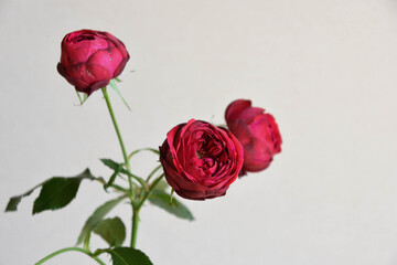 赤い薔薇