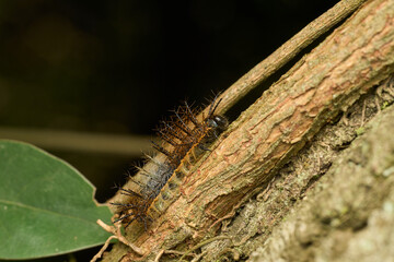 Macro view of insect in wild environment