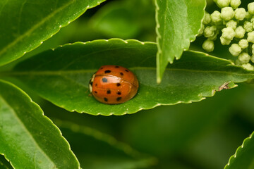 Macro view of insect in wild environment