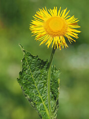 The heart-leaved oxeye or yellow oxeye plant with flower, Telekia speciosa