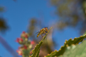 Small insect exploring its natural habitat