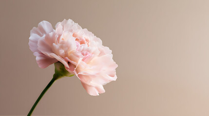 pink carnation flower