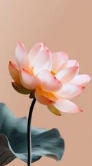 pink lotus flower