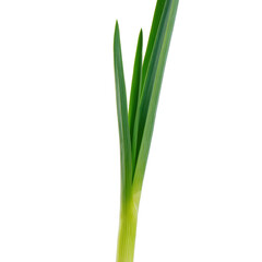 Fototapeta premium A young green sprout with pointed leaves isolated on transparent background